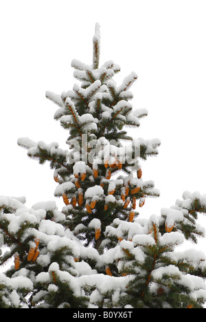 Schneebedeckte Fichte mit Kegeln isoliert auf weißem Hintergrund Stockfoto