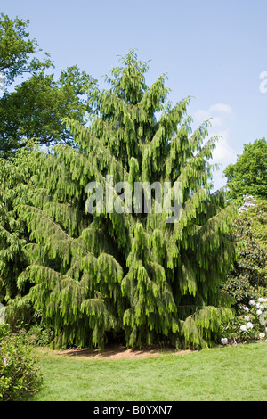 Ein Baum der Brewers Spruce (Picea brewerayana) im Frühling in West Sussex, England, Großbritannien Stockfoto