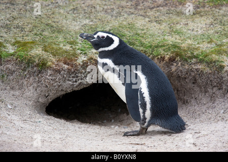 Magellanic Penguin am Eingang in die Höhle bei Volunteer Point in East Falkland auf den Falkland-Inseln Stockfoto