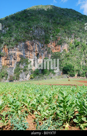 Tabak-Plantage in Vinales Western Kuba Stockfoto