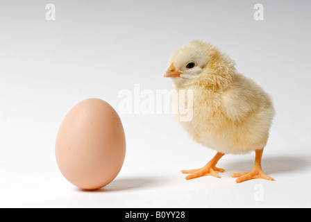 Stock Foto von einem zwei Tage alten Küken neben einem Hühner-Ei Stockfoto