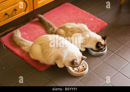 Zwei junge Ragdollkatzen füttern gemeinsam im Haus Stockfoto