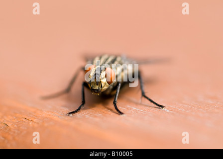 Horizontale Makro Nahaufnahme von einer gemeinsamen Stubenfliege "Musca Domestica". Stockfoto