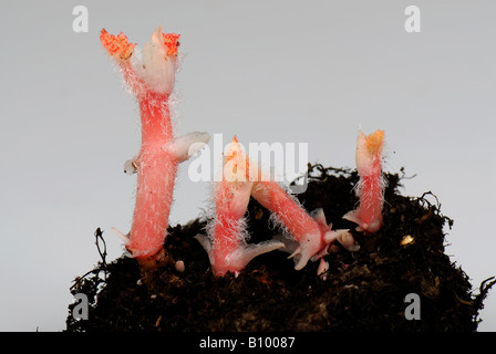 Tuberöse Begonie Begonia X tuberhybrida Knollen mit jungen Triebe im Frühjahr Stockfoto