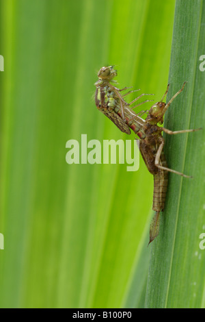 Große rote Damselfly aufstrebenden Sequenz Pyrrhosoma nymphula Stockfoto