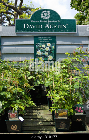 Eine Auswahl an David Austin Rosen im Gartenzentrum im Frühling in West Sussex, England, Großbritannien Stockfoto