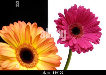 Bunte Margeriten Stockfoto