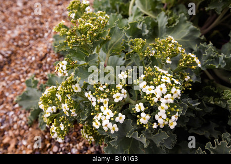 UK England Suffolk Sizewell Strand blühende Meerkohl Crambe Maritima am Meeresstrand Stockfoto