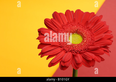 Rote Daisy Stockfoto