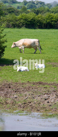 eine Kuh und zwei Kälber in einem Feld Stockfoto