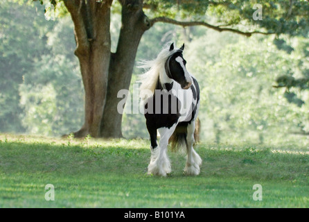 Einsamer Gypsy Vanner Pferd Stute trabt uns gegenüber öffnen im Rasen Weide Stockfoto