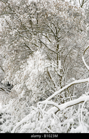 Plötzliche schwere Schneefall auf Äste im Frühjahr Stockfoto