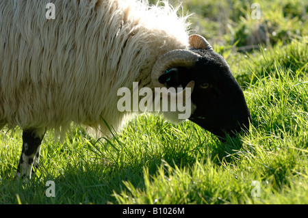 Schottischen Blackface Schaf Weiden auf gute Frühling Weide Devon Stockfoto