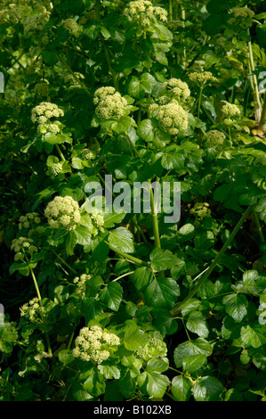 Alexanders Smyrnium Olusatrum in Blüte Stockfoto