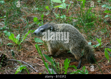 Baby-Murmeltier oder Waldmurmeltier Marmota Monax östlichen Nordamerika Stockfoto