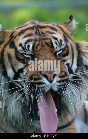 Sumatra Tiger Panthera Tigris Sumatrae Gähnen Stockfoto