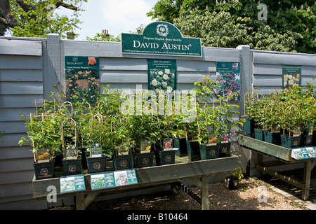 Eine Auswahl an David Austin Rosen im Gartenzentrum im Frühling in West Sussex, England, Großbritannien Stockfoto