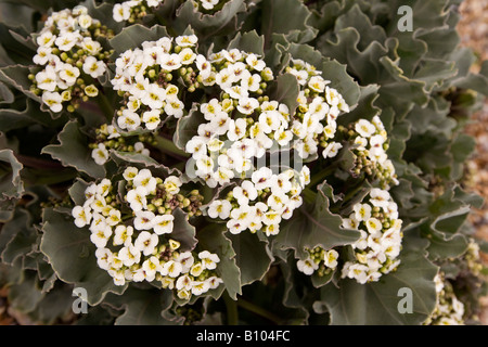 UK England Suffolk Sizewell Strand blühende Meerkohl Crambe maritima Stockfoto