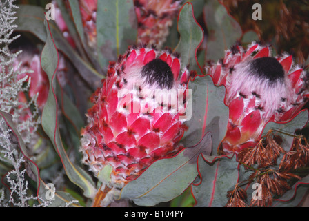 Chelsea Flower Show 2008 Protea Stockfoto