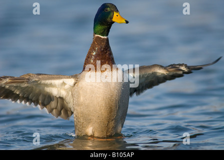 Drake Mallard Flügelschlag Anas Platyrhynchos Nordamerika Stockfoto