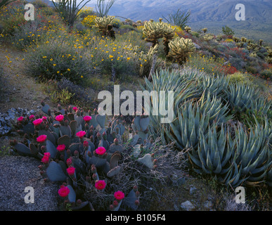 Beavertail Kaktus blüht im Anza Borrego State Park Stockfoto