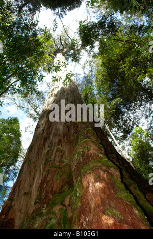 Tasmanische Eiche Eukalyptus Regnans Tahune Forest Reserve Tasmanien Stockfoto