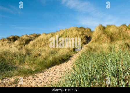 St. Aidan Dünen, gemeinsame, Northumberland, UK, kann Stockfoto