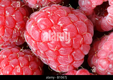 Close image up of fresh raspberries Stockfoto