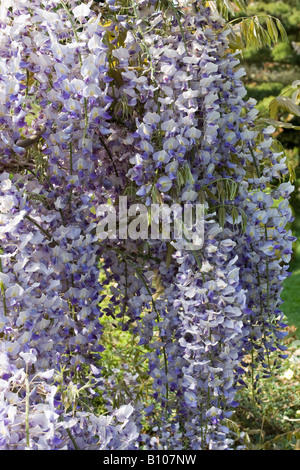 Flieder Wisteria blüht im Frühling. West Sussex, England, Großbritannien Stockfoto