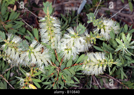 Fluss Bottlebrush und Honig Bienen-Zylinderputzer Sieberi und Apis Mellifera-Familie Myrtaceae Stockfoto