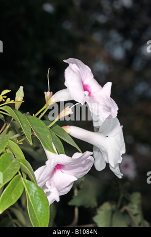 Bower Rebe/Bower Schönheit-Pandorea-Jasminoides Sorte. Rosea-Familie Catalpa Stockfoto