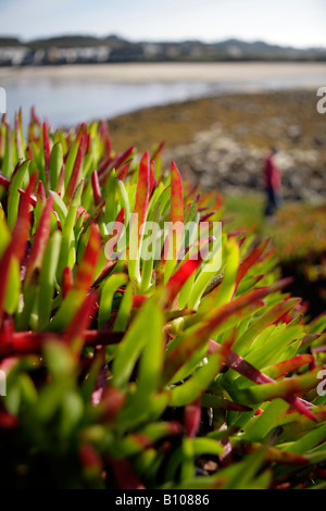 Hottentotten Fig / Meer Feigen wachsen auf Tresco, Scilly Isles UK. Stockfoto