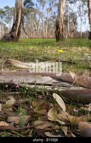 Australische Wildblumenwiese auf Waldboden Stockfoto