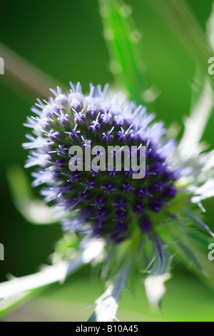 Sonnigen blauen Meer holly Stockfoto