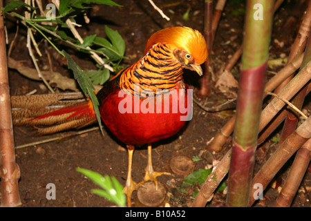 Männliche Goldfasan (Chrysolophus Pictus) Stockfoto