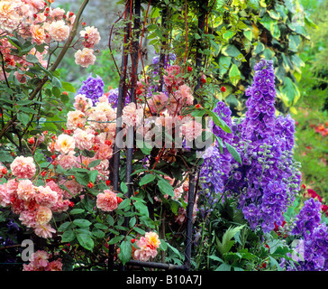 Rosen und Rittersporn, Sandford Road, Dublin, Irland Stockfoto