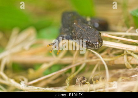 Great Crested Newt Stockfoto