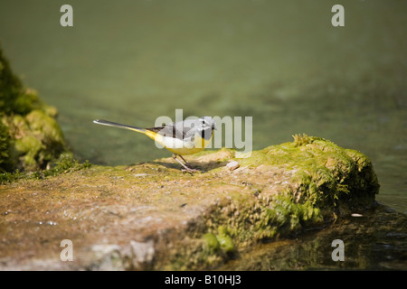 Ein einziger erwachsener, grauer Wagschwanz (Motacilla cinerea), der mit Essen auf Felsen neben Teich steht Stockfoto