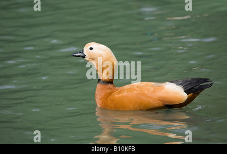 Ein einzelner männlicher Ruddy Shelduck (Tadorna ferruginea), der im Frühling in See schwimmt Stockfoto