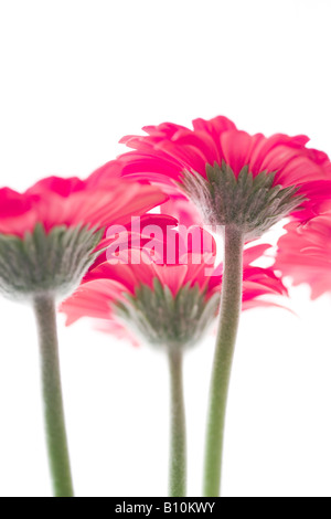 Studioaufnahme von rosa Gerbera Blumenstrauß hautnah Stockfoto