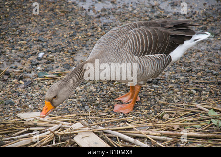 Graugans am Ufer des Oulton breiten Suffolk Stockfoto