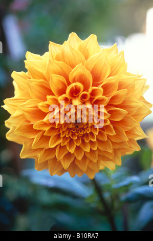 Dahlie Blume in voller Blüte Stockfoto