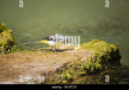 Ein einziger erwachsener, grauer Wagschwanz (Motacilla cinerea), der mit Essen auf Felsen neben Teich steht Stockfoto