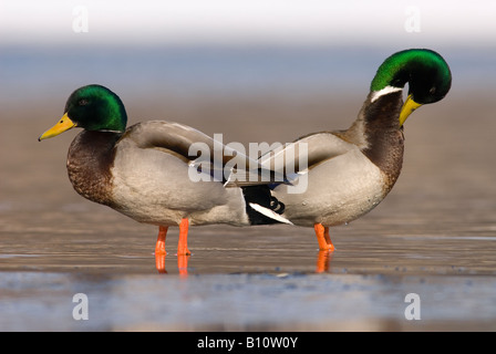 Zwei männliche Stockente Enten Anas Platyrhynchos Nordamerika Stockfoto