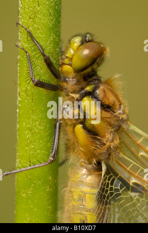 Frisch geschlüpfte Libelle vier vor-Ort-Chaser - Nahaufnahme Bild Stockfoto