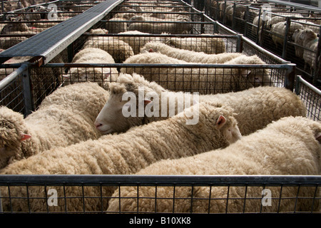 Schaf Stifte Newport Viehmarkt Stockfoto