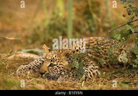 Closeup niedlichen Baby Leopard cub Spielen crouching beobachten aufmerksam bereit, durch Green Bush Gesicht im Sonnenlicht weich Hintergrund schön Licht zu stürzen Stockfoto