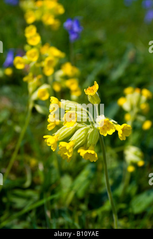 Nahaufnahme von Schlüsselblume Blüte auch bekannt als Primula veris Stockfoto