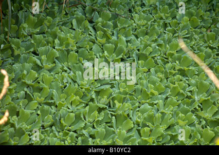 Bahnfahrer Stratiotes bezeichnet eine Gattung der Wasserpflanze in der Familie Aronstabgewächse oft Wasser Kohl oder Wasser Salat Stockfoto