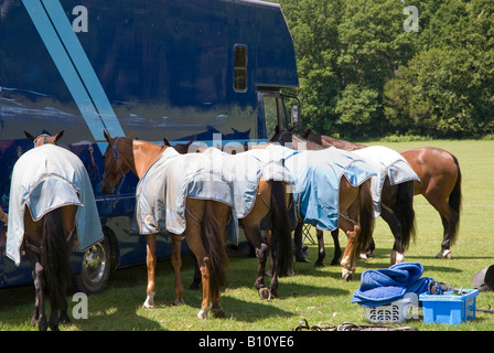 Polo-Ponys in Pferdedecken gefesselt durch He Pferd van vor der Sitzung Stockfoto